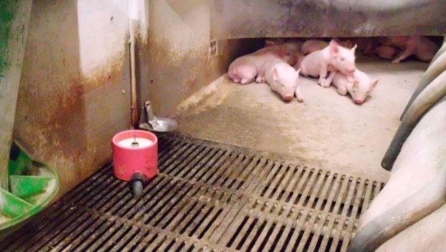 &iquest;Qu&eacute; uso daremos a la leche artificial? Este es uno de los debates actuales. Nuestros expertos a&uacute;n no se definen por la leche, como un sistema del que "depender", aunque coinciden en que tendr&aacute; un papel en el futuro.
