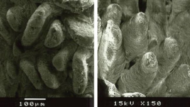 Figura 2. Imagen de microscopio electrónico de la superficie de mucosa duodenal en lechones destetados alimentados con A: dieta sin fibra añadida (altura vellosidades: 538µm), y B: lignocelulosa a 1% (altura vellosidades: 616µm) (Adaptado de Silva-Guillen et al., 2022).