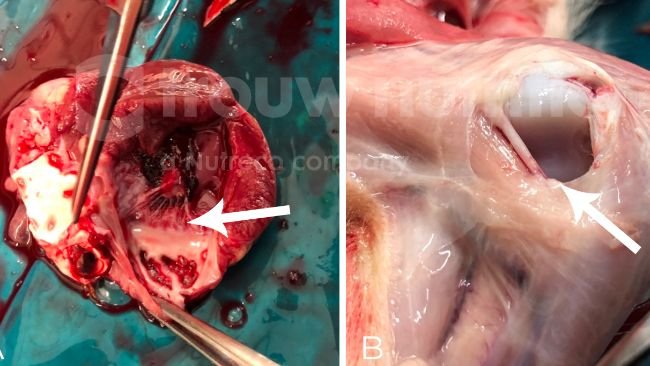 Figura 2. (A-C) Toma de muestra en la necropsia, incluido el aspecto macroscópico de la meningitis fibrinosupurativa difusa (D). El agente etiológico se confirmó como Streptococuss suis serotipo 2 por serotipado y secuencia tipo 1 por tipificación multilocus de secuencias (MLST)
