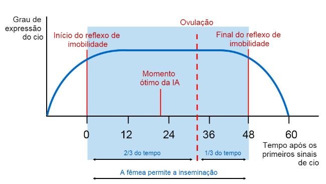 Figura 1. Representação gráfica do reflexo de imobilidade, ovulação e momento ótimo de IA em uma porca com cio de 60h. Fonte Carles Casanovas.
