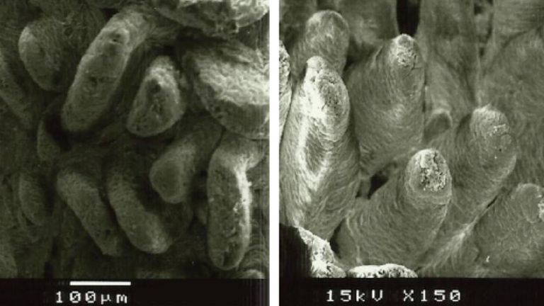 Figura 2. Immagine al microscopio elettronico della superficie della mucosa duodenale nei suinetti svezzati alimentati con A: dieta senza fibre aggiunte (altezza dei villi: 538 &micro;m) e B: 1% di lignocellulosa (altezza dei villi: 616 &micro;m) (adattato da Silva-Guillen et al., 2022).
