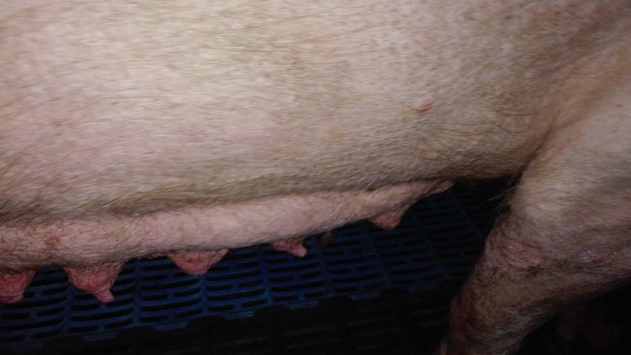 Photo 2: Mammary gland&nbsp;involution in the first stages&nbsp;of lactation.&nbsp;
