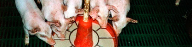 El uso de papillas o pienso semil&iacute;quida favorece la ingesti&oacute;n de pienso los primeros d&iacute;as y la adaptaci&oacute;n al pienso s&oacute;lido