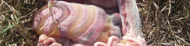 Edema de mesocolon producida por infecci&oacute;n con E.  1