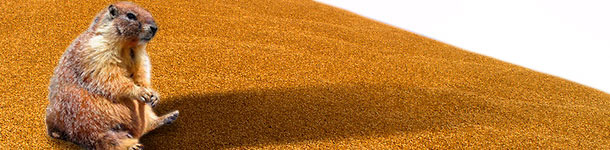 El mes de la marmota