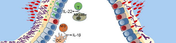 Defensas de una mucosa sana o con disbiosis