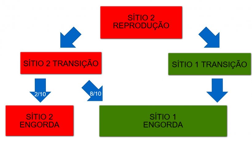 Figura 1: Esquema dos doIs sitios de produ&ccedil;&atilde;o e do fluxo de animais.
