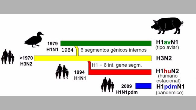 Figura 1. História e origem dos vírus de gripe suína tipo A (IAV) que actualmente circulam na Europa. De notar que nenhum destes IAV suínos tem a sua origem no porco.
