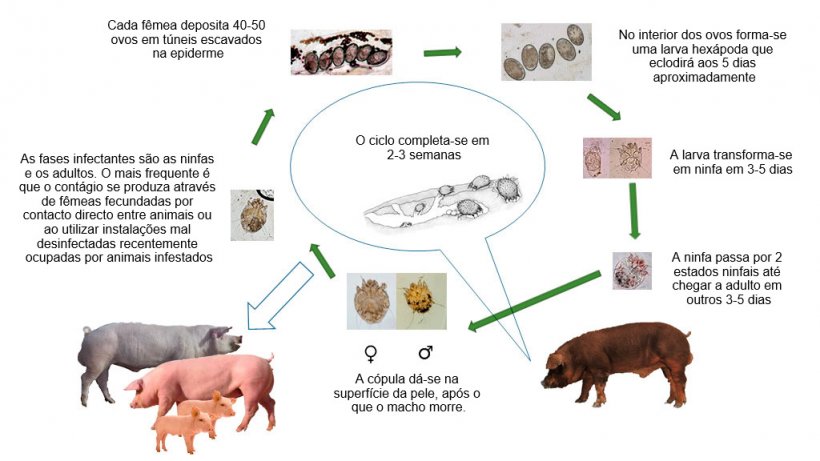 Figura 1. Ciclo biol&oacute;gico de Sarcoptes scabiei
