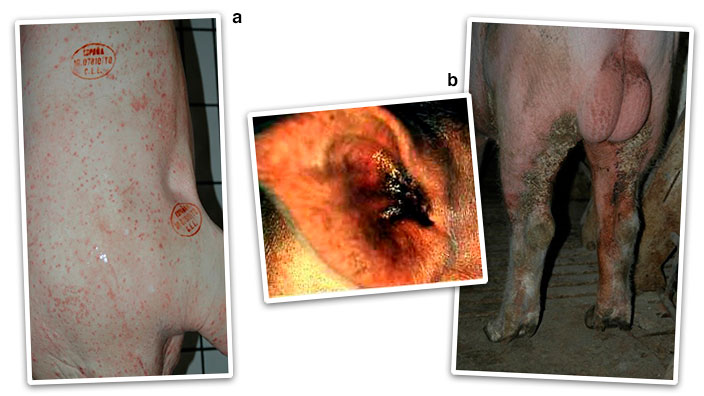 Figura 2. Forma al&eacute;rgica ou eritematosa (p&aacute;pulas e zonas avermelhadas na pele) (a) e forma cr&oacute;nica ou hiperquerat&oacute;sica (b).
