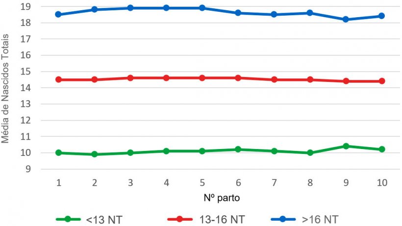 Gr&aacute;fico&nbsp;4: M&eacute;dia de leit&otilde;es nascidos totais (NT) segundo a ordem&nbsp;de parto para as ninhadas de menos de 13, entre 13 e&nbsp;16 ou mais de 16 leit&otilde;es nascidos totais. A an&aacute;lise&nbsp;baseia-se em&nbsp;93.896 partos de porcas&nbsp;hiperprol&iacute;ficas que ocorreram entre Outubro de 2014 e&nbsp;Setembro de 2016
