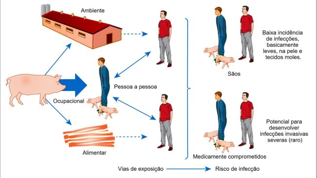 Modelo conceptual das vias de exposição e riscos de infecção com S. aureus associado a animais de produção