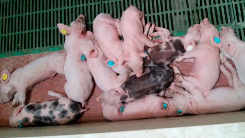 Imagem 3: Animais atrasados de diferentes idades na maternidade. Brincar leit&otilde;es por semanas com diferentes cores.
