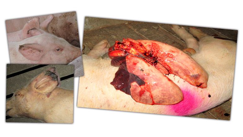 Imagem 2: Les&otilde;es na engorda: Necrose na ponta das orelhas e pneumonia nos l&oacute;bulos superior e m&eacute;dio.
