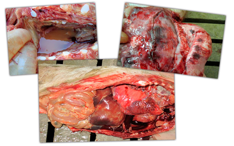 Imagem 1: Les&otilde;es cavidade tor&aacute;cica nas baterias: Edema peric&aacute;rdico, les&otilde;es multifocais pulmonares e afec&ccedil;&atilde;o septic&eacute;mica com quadro respirat&oacute;rio e digestivo.
