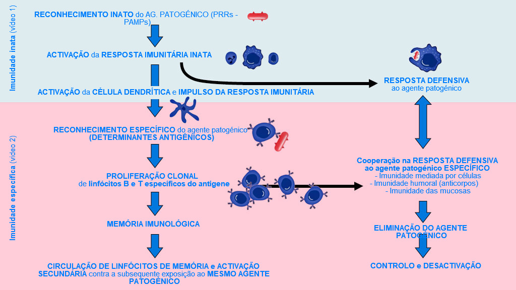Figura 1. Fase de in&iacute;cio, activa&ccedil;&atilde;o e progress&atilde;o da imunidade inata e espec&iacute;fica contra um agente patog&eacute;nico.
