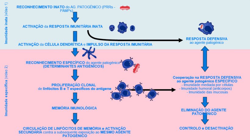 Figura 1. Fase de in&iacute;cio, activa&ccedil;&atilde;o e progress&atilde;o da imunidade inata e espec&iacute;fica contra um agente patog&eacute;nico.
