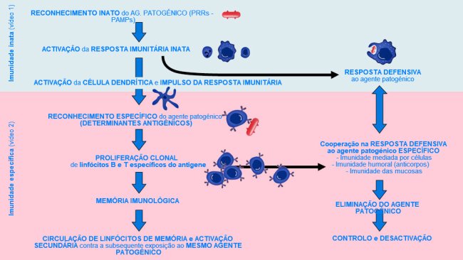 Figura 1. Fase de início, activação e progressão da imunidade inata e específica contra um agente patogénico.