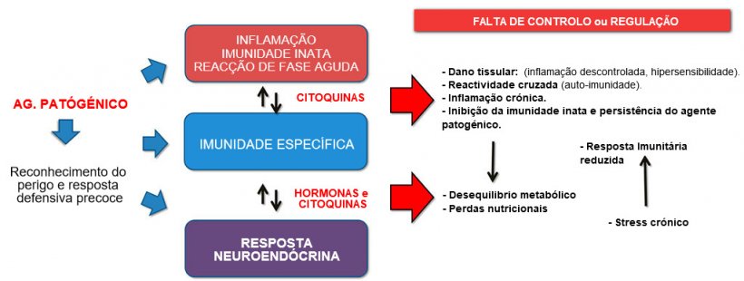 Figura 2b: Interac&ccedil;&atilde;o entre imunidade e resposta neuroend&oacute;crina na evolu&ccedil;&atilde;o n&atilde;o controlada da imunidade / inflama&ccedil;&atilde;o: a inflama&ccedil;&atilde;o cr&oacute;nica ou a infec&ccedil;&atilde;o persistente est&atilde;o associadas a transtornos metab&oacute;licos.
