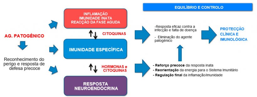 Figura 2a. Interac&ccedil;&atilde;o entre imunidade e resposta neuroend&oacute;crina: resposta inflamat&oacute;ria e imunit&aacute;ria equilibrada e controlada que conduz &agrave; protec&ccedil;&atilde;o cl&iacute;nica e imunol&oacute;gica.
