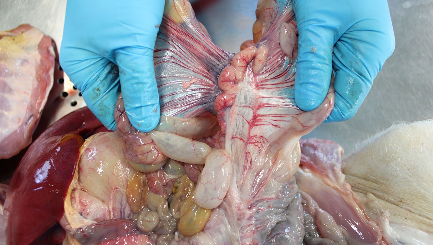 N&oacute;dulo linf&aacute;tico mesent&eacute;rico
