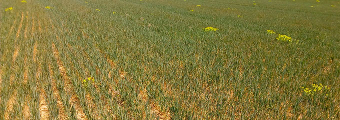 Imagem 1. Campo Castilha e Le&atilde;o no dia 28 Abril (http://www.campocyl.es)
