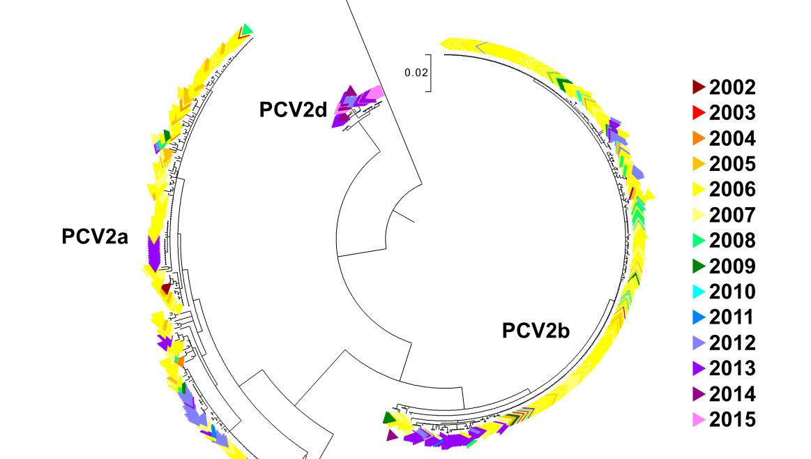 Figura 2. &Aacute;rvore filogen&eacute;tica&nbsp;de m&aacute;xima verossemelhan&ccedil;a. As 729 sequ&ecirc;ncias ORF2 da base de dados UMV-VDL PCV2 com&nbsp;c&oacute;digo de cor segundo o ano. Foram observados os gen&oacute;tipos.
