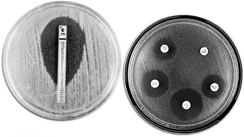 T&eacute;cnicas cl&aacute;ssicas de avalia&ccedil;&atilde;o da resist&ecirc;ncia a antibi&oacute;ticos. &Agrave; esquerda, E-TEST que permite medir a concentra&ccedil;&atilde;o&nbsp;m&iacute;nima de antibi&oacute;tico que impede o&nbsp;crescimento bacteriano. &Agrave; direita, um antibiograma em que s&atilde;o observados diferentes aur&eacute;olas de inibi&ccedil;&atilde;o do crescimento por parte dos antibi&oacute;ticos.
