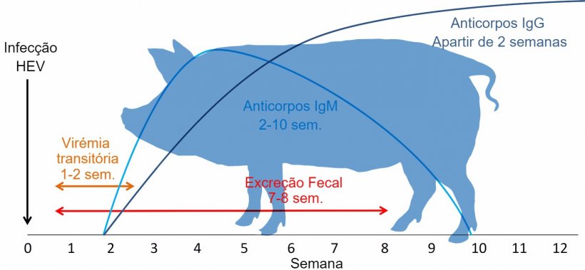 Resposta &agrave; infec&ccedil;&atilde;o por v&iacute;rus da Hepatite&nbsp;E&nbsp;
