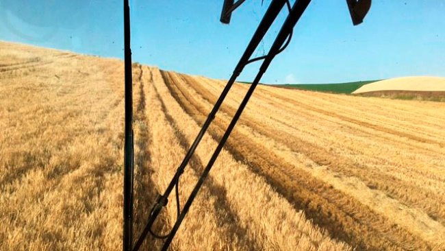 Imagem 1: Colheita de cevada em Córdoba, 4000 kg/ha