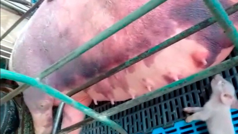 Foto 5. Hemorragias nas reprodutoras em lactação.