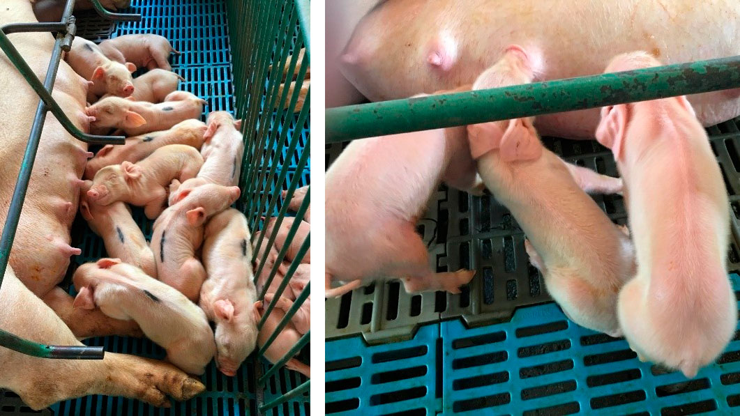 Fotos 1 e 2. Esquerda: ninhada com falta de ingesta de leite. Direita: Leit&otilde;es de baixa viabilidade com deficiente ingesta de leite.
