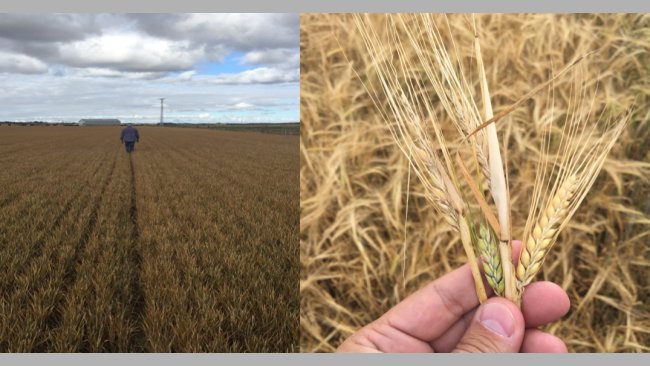 Estado do campo em Castilha e Leão, antes da colheita. Mau rendimento como consequência das geadas e do déficit de chuva.