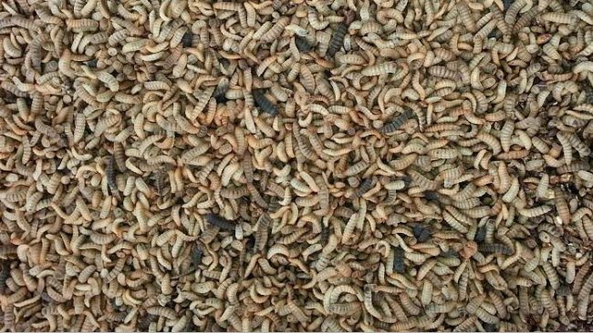 Larvas de mosca soldado negra.