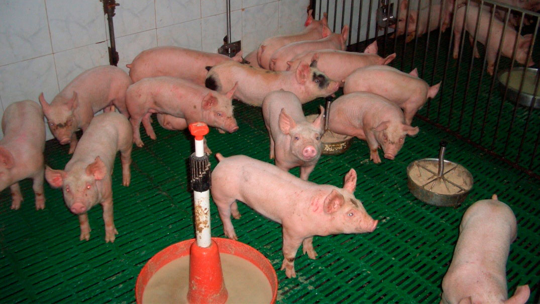 Figura 2. Adecuado uso de piensos y puntos de alimentaci&oacute;n.

