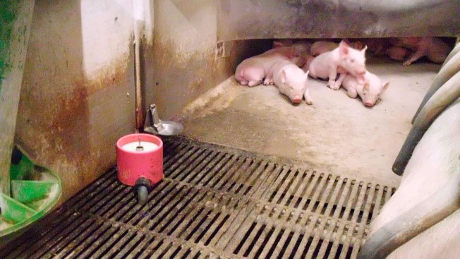 Que uso daremos ao leite artificial? Este &eacute; um dos debates actuais. Os nossos peritos ainda n&atilde;o defendem o leite como um sistema do qual se possa e deva "depender", ainda que coincidam em que este ter&aacute; um papel importante no futuro.
