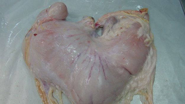 Est&oacute;mago de cerdo con contenido