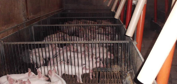 Cuanto mayor sea el numero de corrales mas zonas de alimentaci&oacute;n, defecaci&oacute;n y descanso ser&aacute;n necesarias