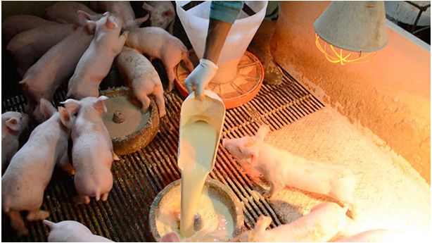 Fornecimento manual de leite em pratos nas baterias
