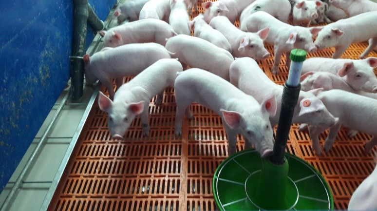 Foto 5.- Leit&otilde;es 4 dias ap&oacute;s o desmame.
