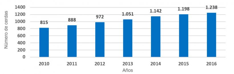 Gr&aacute;fica 1.- Evoluci&oacute;n tama&ntilde;o medio de las explotaciones. N&uacute;mero de cerdas presentes por a&ntilde;o (periodo 2010 &ndash; 2016). El incremento ha sido de 60 reproductoras por a&ntilde;o.
