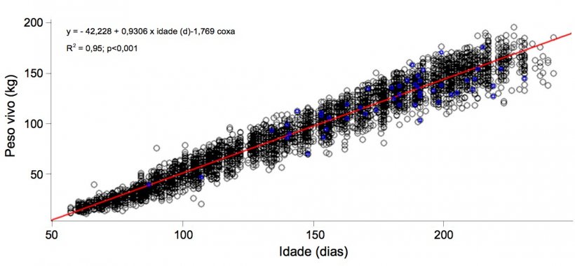 Gr&aacute;fico&nbsp;1. Evolu&ccedil;&atilde;o&nbsp;do&nbsp;peso vivo e&nbsp;a idade das nul&iacute;paras coxas (azul) e&nbsp;n&atilde;o coxas (negro)
