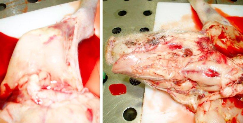 Figura 8. Carca&ccedil;a p&aacute;lida e hemorragias sub-epiteliais na extremidade traseira esquerda. Observe o sangue dilu&iacute;do e aquoso na mesa. Figura 9. Carca&ccedil;a p&aacute;lida com g&acirc;nglios linf&aacute;ticos hemorr&aacute;gicos e hemorragias sub-epiteliais. Observe o sangue dilu&iacute;do e aquoso na carca&ccedil;a.
