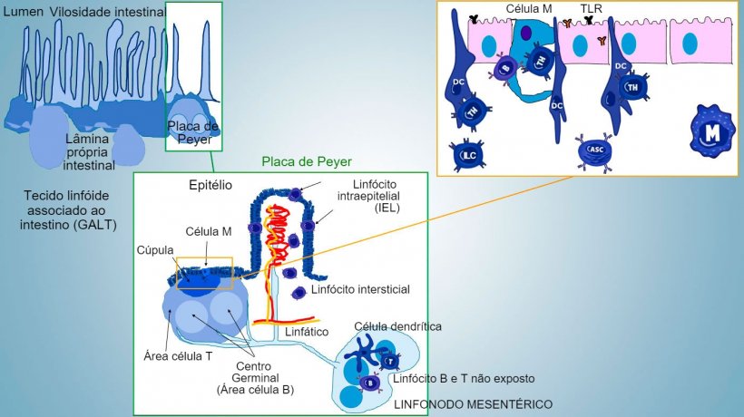 Figura&nbsp;1: Representa&ccedil;&atilde;o esquem&aacute;tica dos tecidos linf&oacute;ides&nbsp;associados a intestino: placas de Peyer&nbsp;(PPs), fol&iacute;culos isolados e linfonodos mesent&eacute;ricos.
