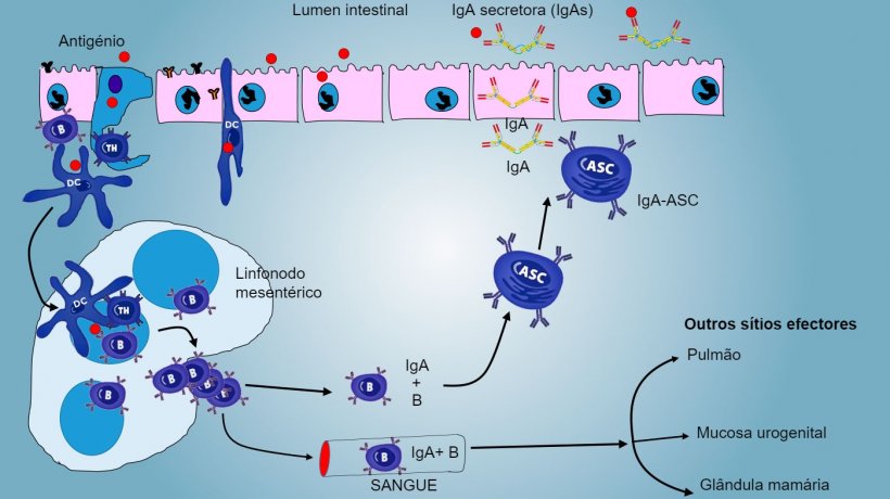 Figura&nbsp;4: Produ&ccedil;&atilde;o de IgA em&nbsp;linfonodos mesent&eacute;ricos e&nbsp;resposta sist&eacute;mica.&nbsp;Os linf&oacute;citos B e&nbsp;T em&nbsp;prolifera&ccedil;&atilde;o e activados emigram da linfa para o sangue, no porco directamente atrav&eacute;s das v&eacute;nulas endoteliais altas (HEV), a maioria regressando&nbsp;ao&nbsp;intestino ou alcan&ccedil;ando outras superf&iacute;cies mucosas (s&iacute;tios efectores) como pulm&atilde;o, gl&acirc;ndula mam&aacute;ria e aparelho uro-genital.
