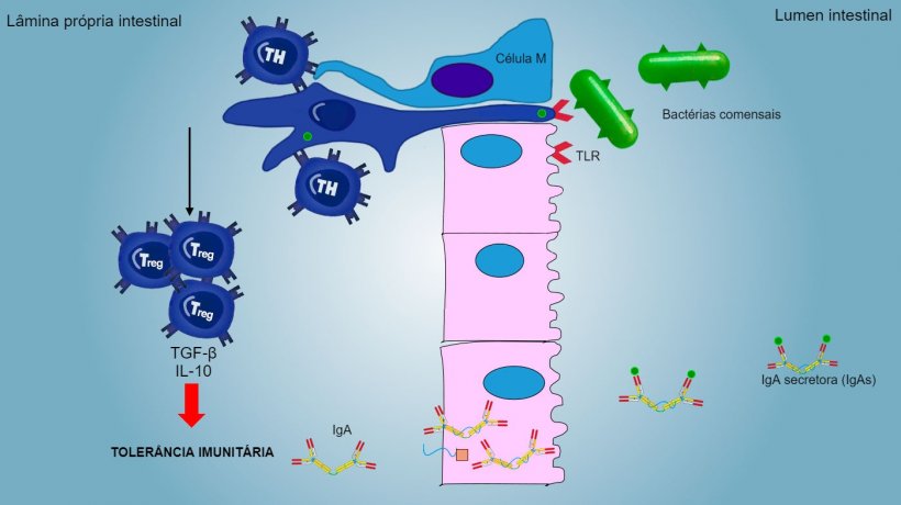 Figura&nbsp;2: Uma toler&acirc;ncia imunit&aacute;ria&nbsp;&eacute; induzida contra bact&eacute;rias comensais,&nbsp;mediada&nbsp;por linf&oacute;citos Treg com&nbsp;produ&ccedil;&atilde;o de citoquinas&nbsp;como IL-10 e&nbsp;TGFb. Particularmente, no&nbsp;intestino, a secre&ccedil;&atilde;o de IgA espec&iacute;fica bloqueia a ader&ecirc;ncia de&nbsp;bact&eacute;rias comensais, modulando assim a composi&ccedil;&atilde;o da microbiota e&nbsp;evitando a sua invas&atilde;o e dispers&atilde;o&nbsp;sist&eacute;mica.
