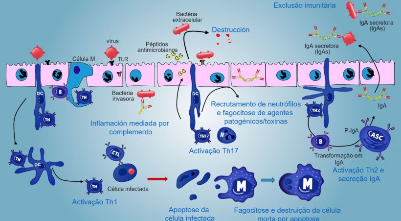 Figura&nbsp;5. Vis&atilde;o integrada da&nbsp;resposta&nbsp;imunit&aacute;ria contra agentes patog&eacute;nicos a n&iacute;vel da&nbsp;mucosa.
