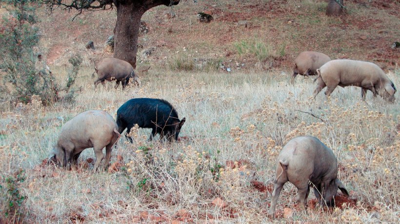 O contacto com javalis &eacute; mais prov&aacute;vel em produ&ccedil;&otilde;es ao ar livre, mas alguns agentes patog&eacute;nicos, como os v&iacute;rus da Doen&ccedil;a de Aujeszky ou da Peste Su&iacute;na Cl&aacute;ssica podem chegar a atingir os porcos alojados em pavilh&otilde;es.
