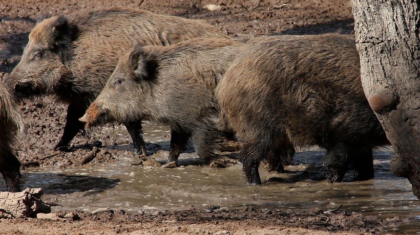 Javalis numa charca. O n&uacute;mero de javalis e a sua distribui&ccedil;&atilde;o no espa&ccedil;o existente depende da disponibilidade de &aacute;gua e de alimento.
