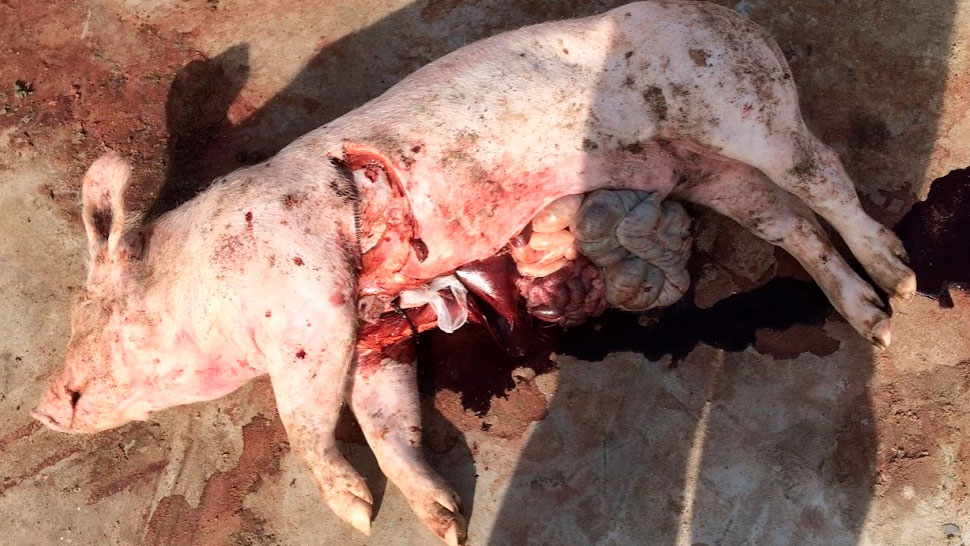 A necrópsia realizada na exploração revela uma coloração escura do sangue sem outras alterações notórias nos órgãos.